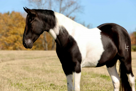 HorseID: 2309536 Thunder - PhotoID: 1093998