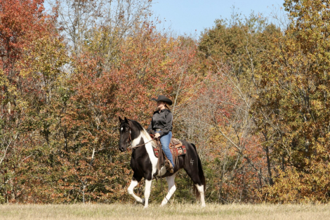 HorseID: 2309536 Thunder - PhotoID: 1093999