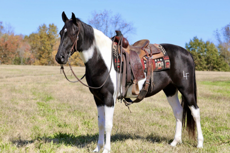 HorseID: 2309536 Thunder - PhotoID: 1094000