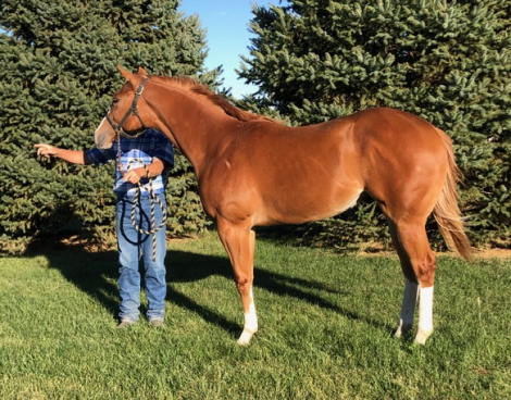 HorseID: 2309537 Hez A Secret Topknot - PhotoID: 1094007