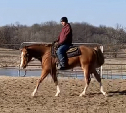 HorseID: 2309537 Hez A Secret Topknot - PhotoID: 1094009