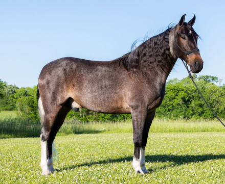 HorseID: 2309540 McCurdy's Monkey - PhotoID: 1094016