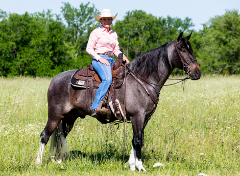 HorseID: 2309540 McCurdy's Monkey - PhotoID: 1094018