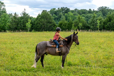 HorseID: 2309540 McCurdy's Monkey - PhotoID: 1094019