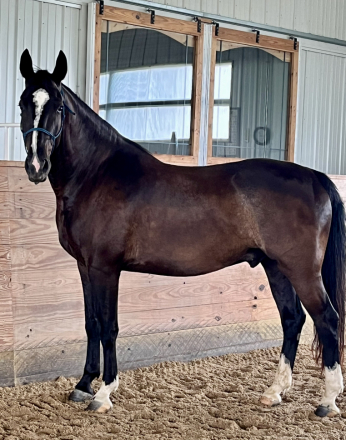 HorseID: 2309545 Princeton - PhotoID: 1094024