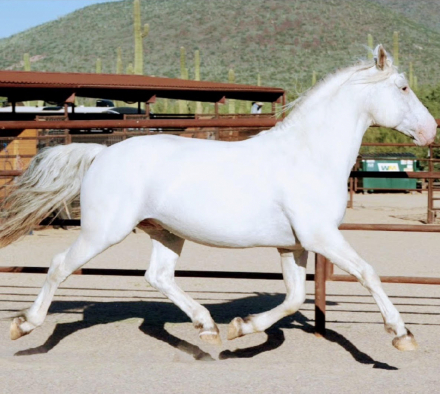 HorseID: 2309547 Pollux Vom Soonwald - PhotoID: 1094026