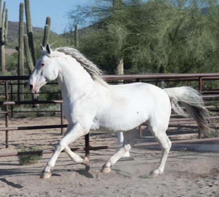 HorseID: 2309547 Pollux Vom Soonwald - PhotoID: 1094027