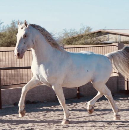 HorseID: 2309547 Pollux Vom Soonwald - PhotoID: 1094028