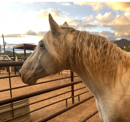 HorseID: 2309547 Pollux Vom Soonwald - PhotoID: 1094029