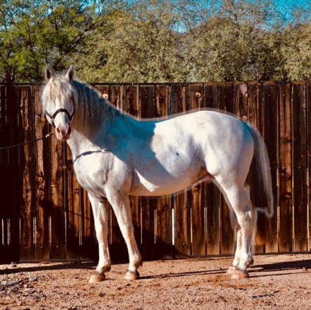 HorseID: 2309547 Pollux Vom Soonwald - PhotoID: 1094030