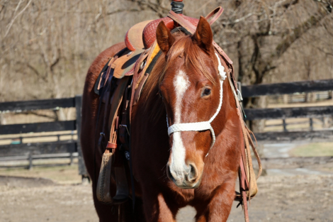 HorseID: 2309548 Three Dee Playboy - PhotoID: 1094031