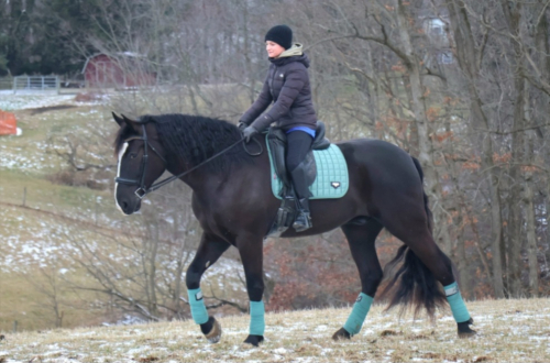 HorseID: 2309550 Wolf - PhotoID: 1094032