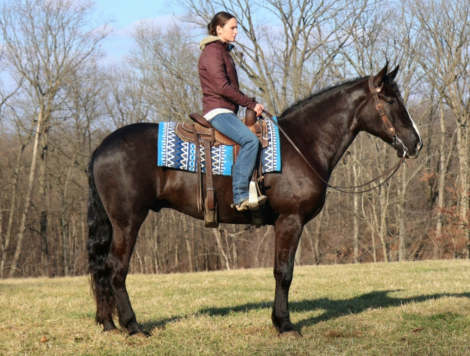 HorseID: 2309550 Wolf - PhotoID: 1094033