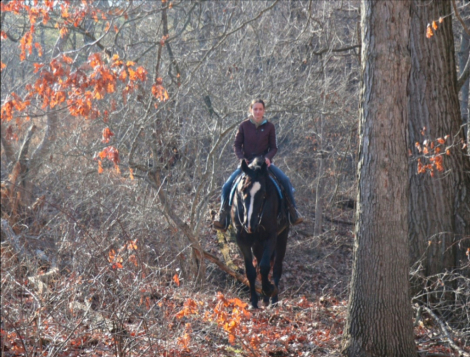 HorseID: 2309550 Wolf - PhotoID: 1094034