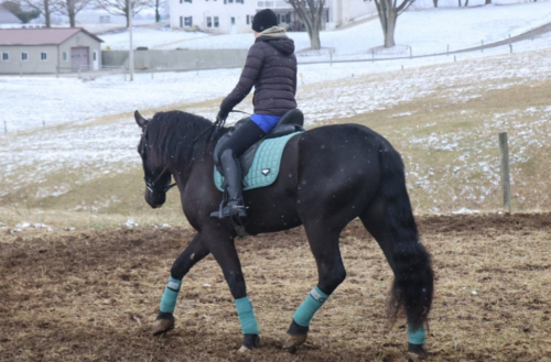 HorseID: 2309550 Wolf - PhotoID: 1094035