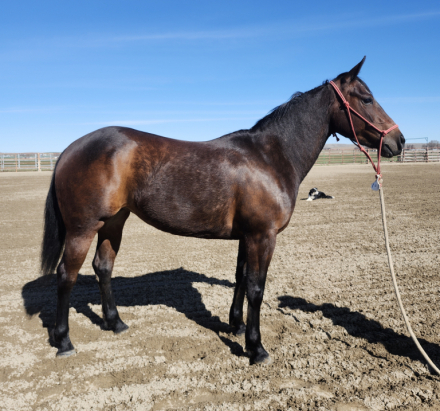 HorseID: 2309553 Dove - PhotoID: 1094036