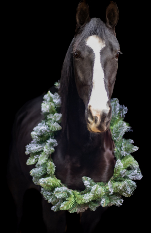 HorseID: 2309556 Wicked At Midnight - PhotoID: 1094037