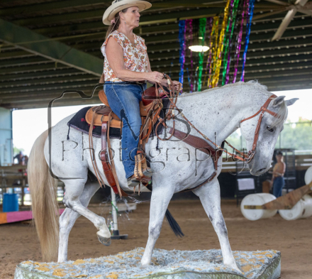 HorseID: 2309564 Bogey - PhotoID: 1094053