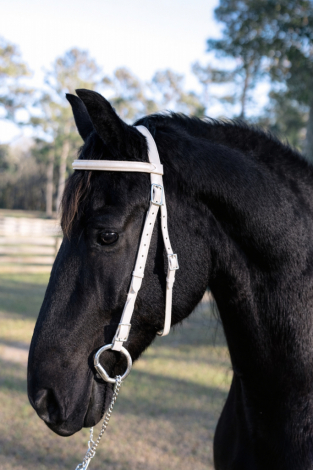 HorseID: 2309571 Al Capone of Varna - PhotoID: 1094054