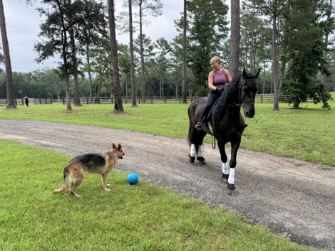 HorseID: 2309571 Al Capone of Varna - PhotoID: 1094056