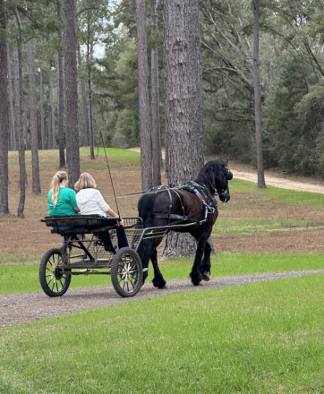 HorseID: 2309571 Al Capone of Varna - PhotoID: 1094058