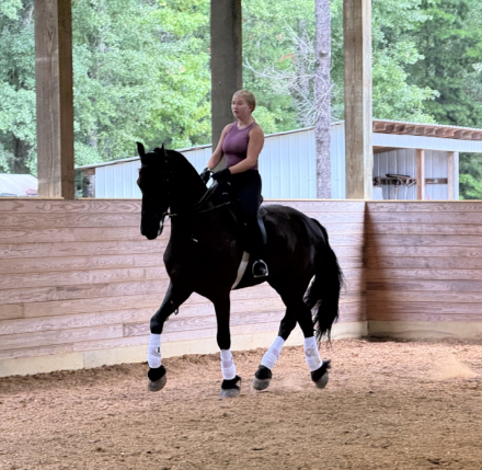 HorseID: 2309571 Al Capone of Varna - PhotoID: 1094059