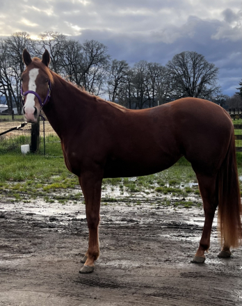 HorseID: 2309580 Smokin Summer Kat - PhotoID: 1094060