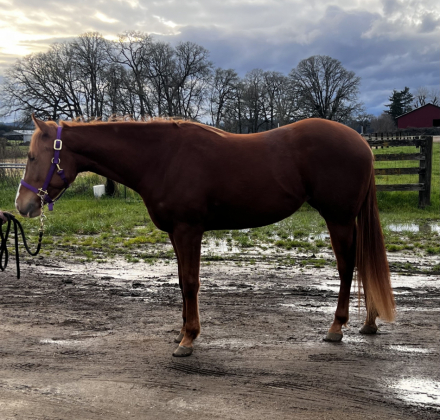 HorseID: 2309580 Smokin Summer Kat - PhotoID: 1094061