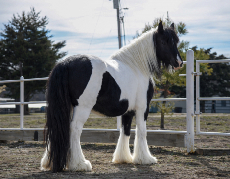 HorseID: 2309587 TMR Thunderstruck’s Theory - PhotoID: 1094067