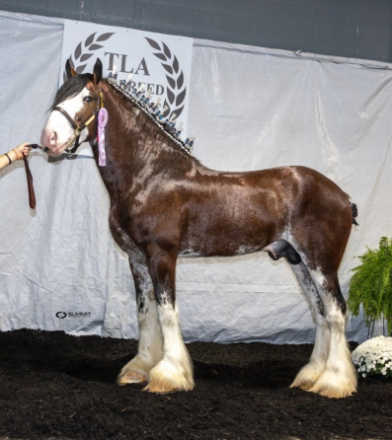 HorseID: 2309589 Granville's Commander In Chief - PhotoID: 1094068