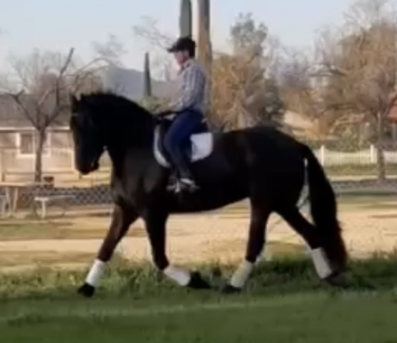 HorseID: 2309592 Zoetsje - PhotoID: 1094069