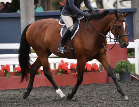 HorseID: 2309593 Evanora - PhotoID: 1094070