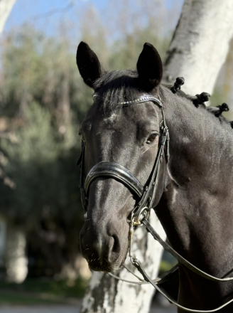 HorseID: 2309595 Montgomery - PhotoID: 1094071