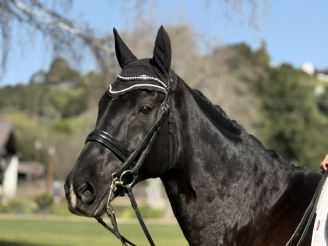 HorseID: 2309596 Impero - PhotoID: 1094072