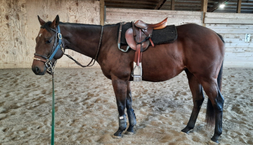 HorseID: 2309601 Split Aces - PhotoID: 1094074