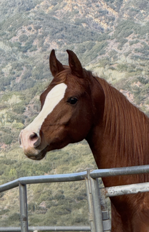 HorseID: 2309602 Montreal SM - PhotoID: 1094075