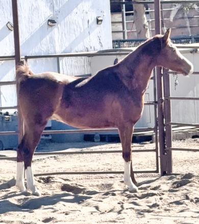 HorseID: 2309602 Montreal SM - PhotoID: 1094077