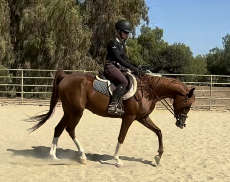 HorseID: 2309602 Montreal SM - PhotoID: 1094078