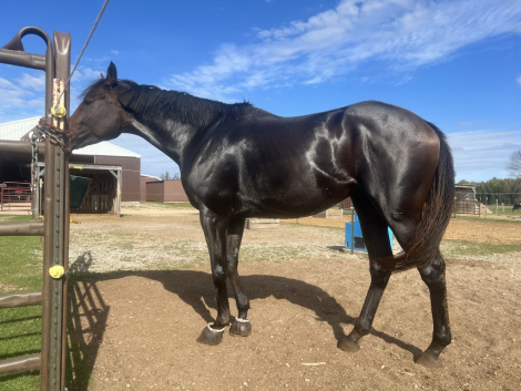 HorseID: 2309603 Unitedappeal - PhotoID: 1094080