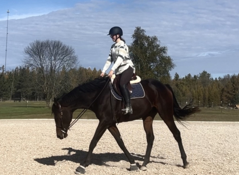 HorseID: 2309603 Unitedappeal - PhotoID: 1094082