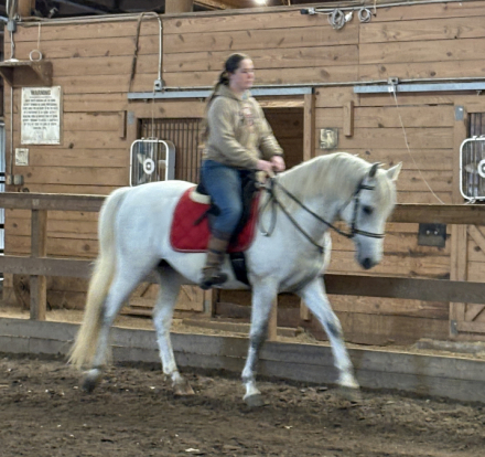 HorseID: 2309610 Neapolitano Carita II - PhotoID: 1094088