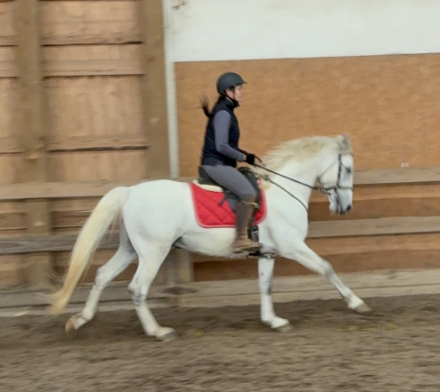 HorseID: 2309610 Neapolitano Carita II - PhotoID: 1094089