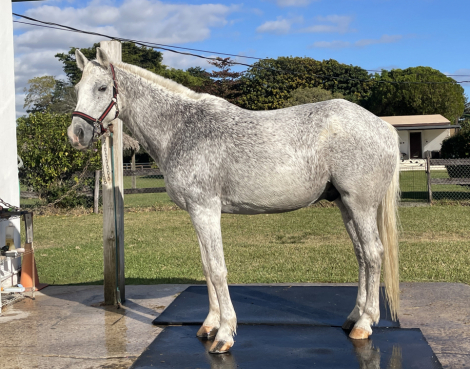 HorseID: 2309611 Incognito - PhotoID: 1094085