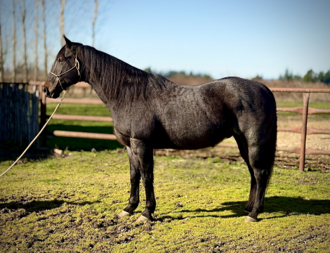 HorseID: 2309614 Roo - PhotoID: 1094090