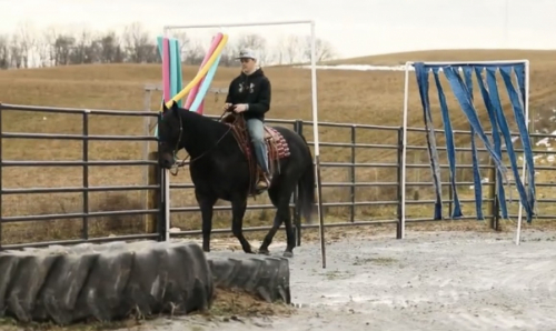 HorseID: 2309614 Roo - PhotoID: 1094091