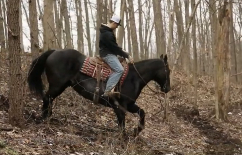 HorseID: 2309614 Roo - PhotoID: 1094092