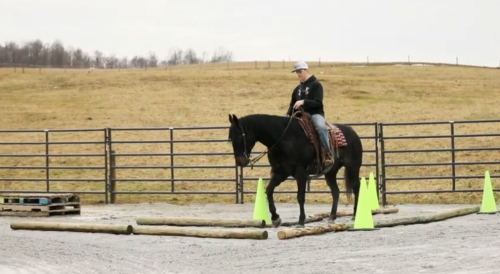 HorseID: 2309614 Roo - PhotoID: 1094093