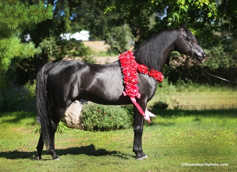 HorseID: 1829920 Tuxedo Thyme ABA++++// - PhotoID: 943138