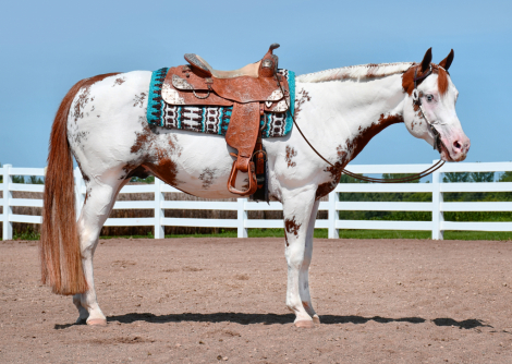 HorseID: 2182107 Impulsified / MDR Impulsified - PhotoID: 1091374