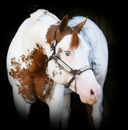 HorseID: 2182107 Impulsified / MDR Impulsified - PhotoID: 1091375